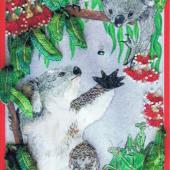 Kooee Koala by Catherine Howell