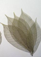 Skeleton Leaves available at Australian Needle Arts
