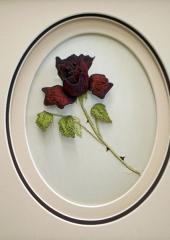 Red Rose by Jennifer Bennett