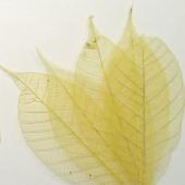 Skeleton Leaves Yellow